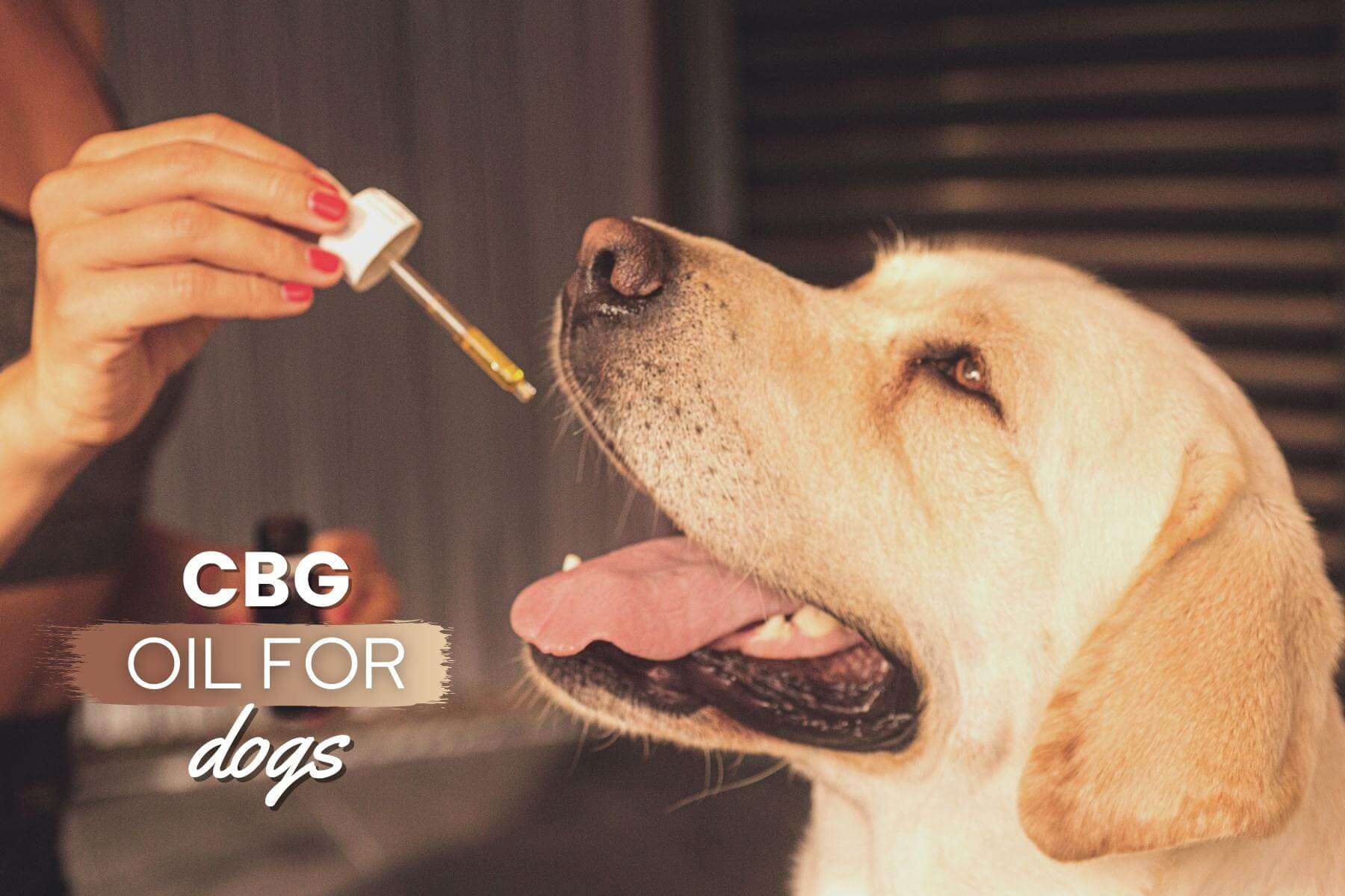 Learn how to introduce the THC product to your dog