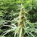 Choosing the Right Strain of CBD Hemp Flower: Key Considerations